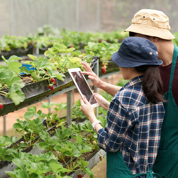 Irrigation and watering